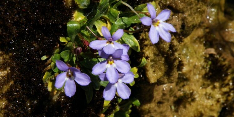 E’ stata individuata in Sardegna una nuova specie vegetale
