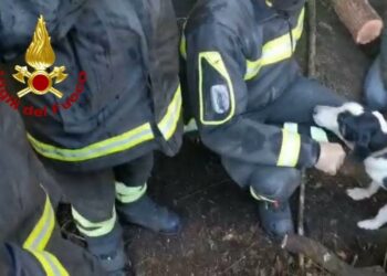Sant’Antonio di Gallura: cane incastrato tra le rocce, lo salvano i vigili del fuoco