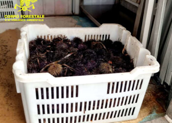 La pattuglia della Forestale di Pula ha sequestrato e liberato in mare 400 ricci pescati illegalmente da un 42enne di Villa San Pietro