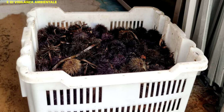 La pattuglia della Forestale di Pula ha sequestrato e liberato in mare 400 ricci pescati illegalmente da un 42enne di Villa San Pietro