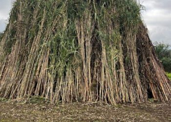 Arborea: successo per Brusa La Vecia