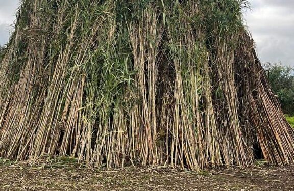 Arborea: successo per Brusa La Vecia