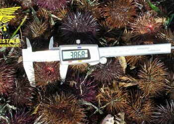 Cagliari: vendeva ricci sottomisura, sanzionata una rivendita