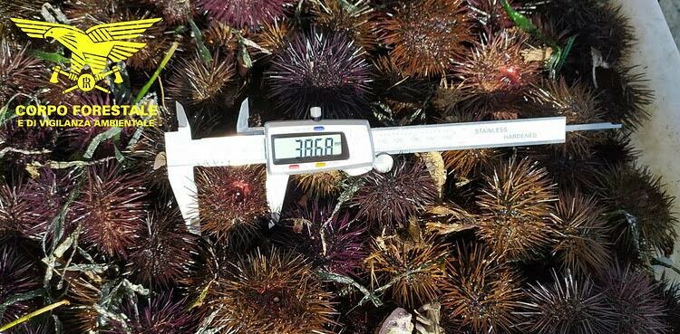 Cagliari: vendeva ricci sottomisura, sanzionata una rivendita