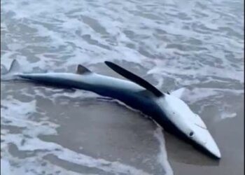 Cabras: salvato un esemplare di verdesca spiaggiato nell’Area Marina Protetta Penisola del Sinis