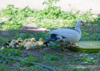 Cagliari: al Parco di Monte Urpinu sono nati 14 anatroccoli