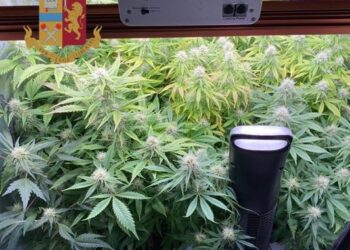 La Polizia di Stato ha arrestato un 32enne cagliaritano, per detenzione ai fini di spaccio di sostanze stupefacenti e coltivazione di piante di cannabis indica
