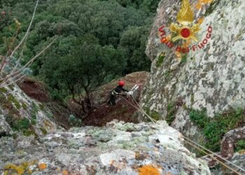 Tergu: capra cade in un dirupo, salvata dai vigili del fuoco