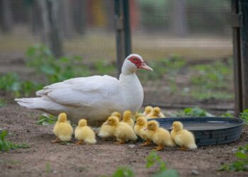 Cagliari: al Parco di Monte Urpinu sono nati 13 anatroccoli