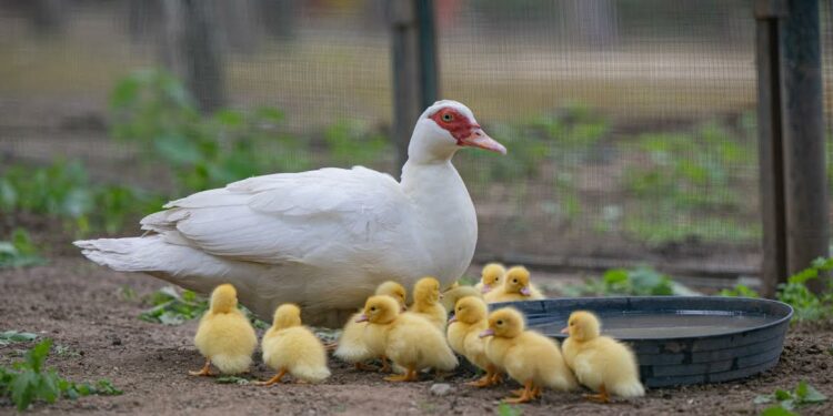 Cagliari: al Parco di Monte Urpinu sono nati 13 anatroccoli