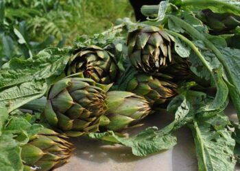 Sabato 11 marzo si terrà l’anteprima della 33ª Sagra del carciofo di Samassi al Mercato di San Benedetto di Cagliari