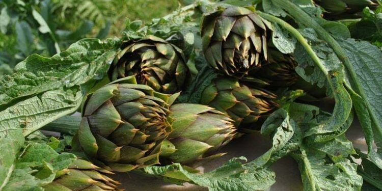 Sabato 11 marzo si terrà l’anteprima della 33ª Sagra del carciofo di Samassi al Mercato di San Benedetto di Cagliari