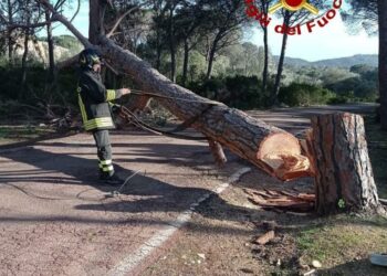 Sono andati avanti senza sosta gli interventi dei vigili del fuoco in tutto il territorio provinciale di Sassari, soprattutto in Gallura
