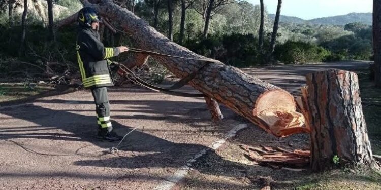 Sono andati avanti senza sosta gli interventi dei vigili del fuoco in tutto il territorio provinciale di Sassari, soprattutto in Gallura