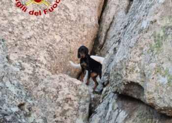 Luogosanto: due cani bloccati in una zona impervia, salvati dai vigili del fuoco