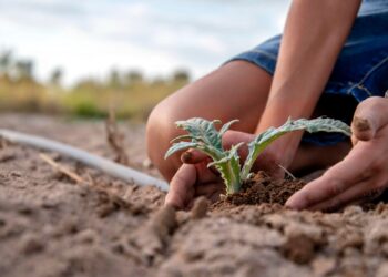 A Siamaggiore è tutto pronto per la XXVIII edizione della sagra del carciofo