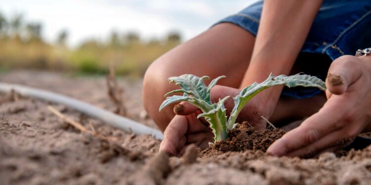 A Siamaggiore è tutto pronto per la XXVIII edizione della sagra del carciofo