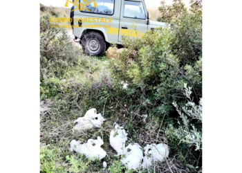 Il personale della Stazione Forestale di Marrubiu ha salvato 9 agnelli abbandonati con le zampe legate a pochi metri dalla strada complanare della SS 131