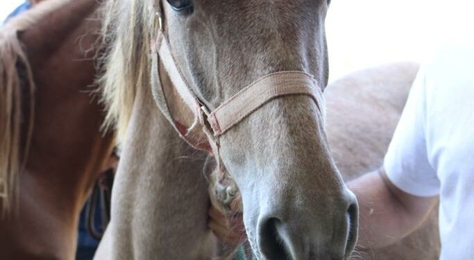 A Sindia la presentazione del progetto “Cavalli, Cavalieri, Comunità. Storia e Futuro di Marghine e Goceano”