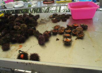 Quartu Sant’Elena: sequestrato un chiosco abusivo di ricci al Poetto