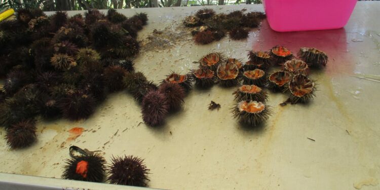 Quartu Sant’Elena: sequestrato un chiosco abusivo di ricci al Poetto