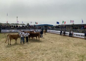 Ozieri: è tutto pronto per la decima mostra del bovino da carne