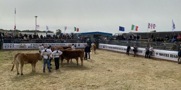 Ozieri: è tutto pronto per la decima mostra del bovino da carne
