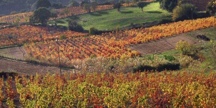 Il Mandrolisai tra le eccellenze vitivinicole italiane