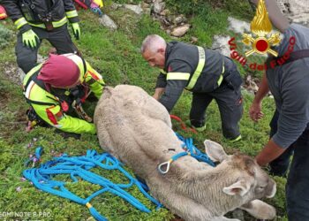 Mucca scivola in un dirupo del Gennargentu, soccorsa dai vigili del fuoco