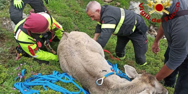 Mucca scivola in un dirupo del Gennargentu, soccorsa dai vigili del fuoco