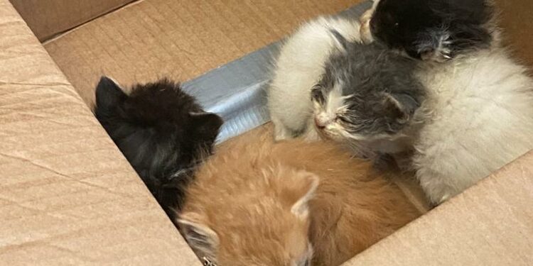 Pula: abbandonati in un cestino, quattro piccoli gattini cercano casa