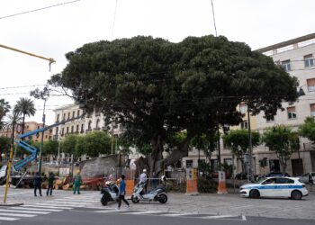 Cagliari: schianto di una delle branche del ficus di piazza Ingrao
