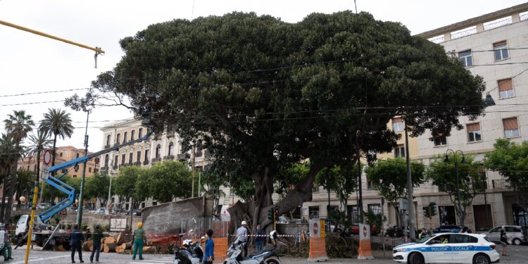 Cagliari: schianto di una delle branche del ficus di piazza Ingrao
