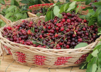 Bonarcado in festa per le sue ciliegie