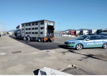 Olbia e Sassari, irregolarità nell’ambito dei trasporti di alimentari e animali vivi: elevate sanzioni