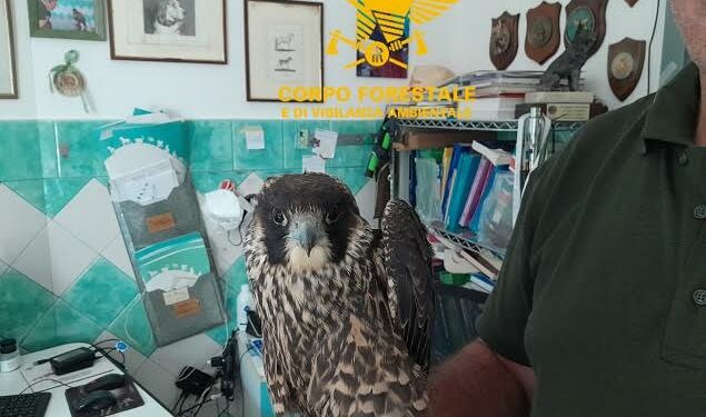Morgongiori: il Corpo forestale salva un esemplare adulto di falco pellegrino