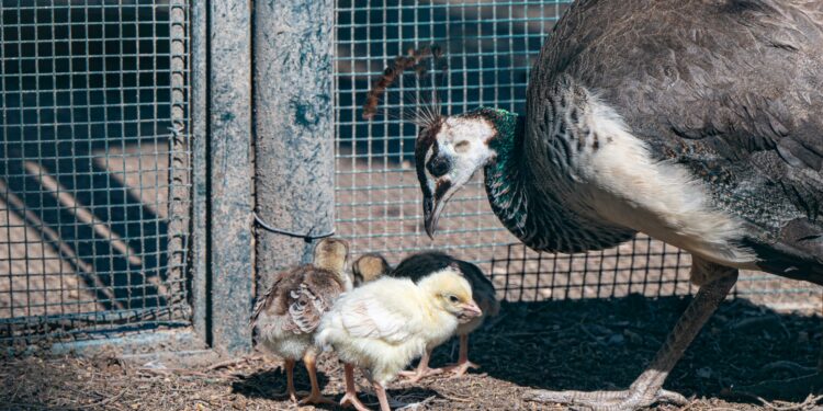 Cagliari: schiuse nove uova di pavone al Parco di Monte Urpinu