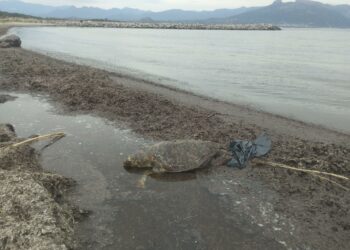 Trovate quattro carcasse di Caretta caretta nelle spiagge ogliastrine
