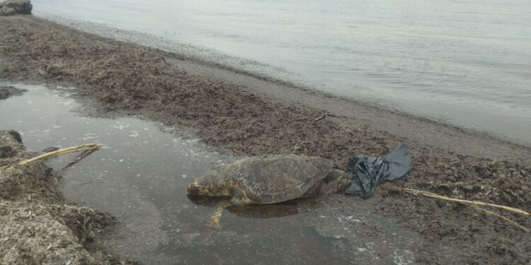Trovate quattro carcasse di Caretta caretta nelle spiagge ogliastrine