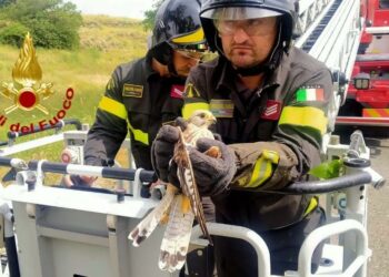 Giave: un gheppio rimane impigliato in un albero, salvato dai vigili del fuoco