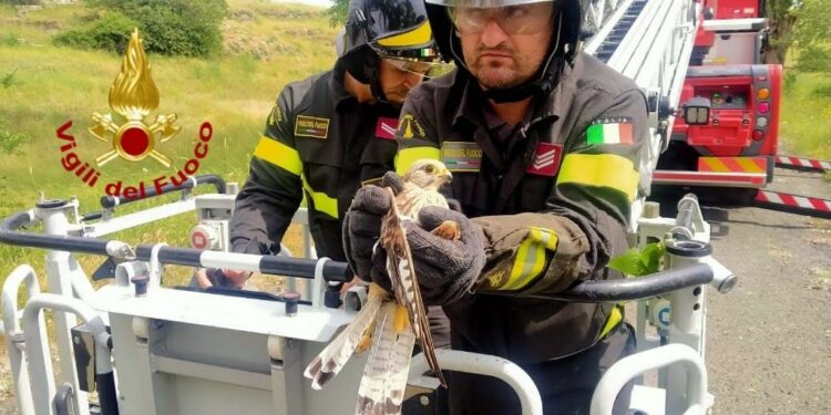 Giave: un gheppio rimane impigliato in un albero, salvato dai vigili del fuoco