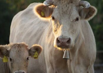 L’allarme di Coldiretti Sardegna: «Mancano posti nelle navi, aumentano i problemi per la movimentazione dei bovini»