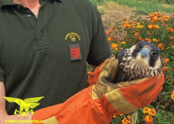 Il personale del Corpo forestale ha soccorso e salvato, in due diversi interventi, ad Armungia e Pula, un’aquila reale e un giovane falco pellegrino