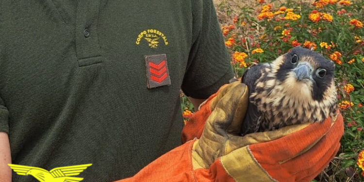 Il personale del Corpo forestale ha soccorso e salvato, in due diversi interventi, ad Armungia e Pula, un’aquila reale e un giovane falco pellegrino