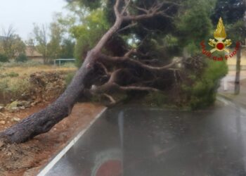 I vigili del fuoco di Cagliari sono intervenuti questa mattina, intorno alle 11.00, in via Calamosca, a Cagliari, per la caduta di un albero sulla sede stradale