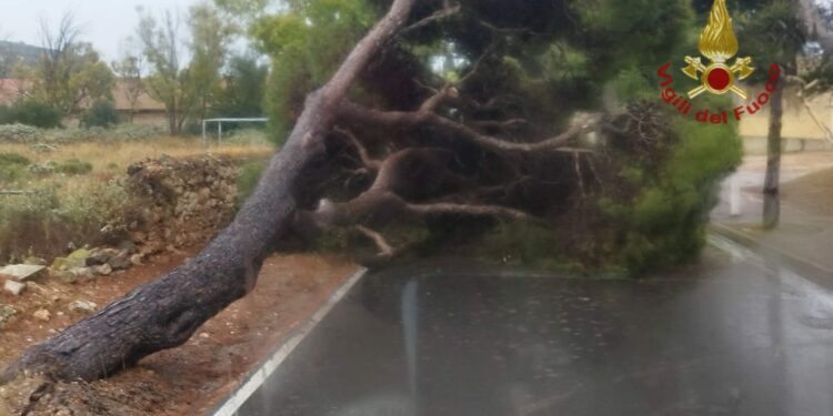 I vigili del fuoco di Cagliari sono intervenuti questa mattina, intorno alle 11.00, in via Calamosca, a Cagliari, per la caduta di un albero sulla sede stradale
