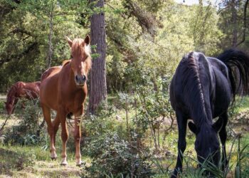 Laconi: un weekend dedicato al cavallo del Sarcidano