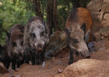 Foraggiamento di animali selvatici, denunciato un 39enne