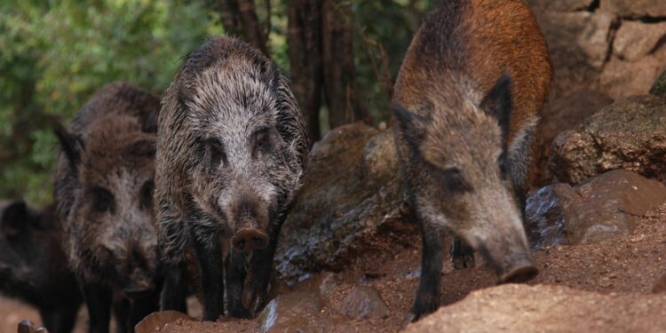 Foraggiamento di animali selvatici, denunciato un 39enne