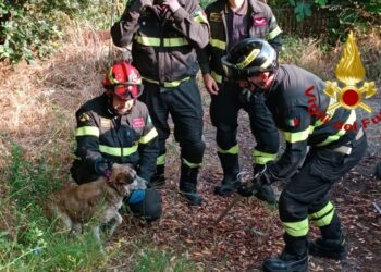 Cane in difficoltà a Scano di Montiferro, sul posto i vigili del fuoco